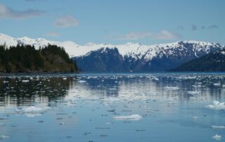 Prince William Sound Otter Home