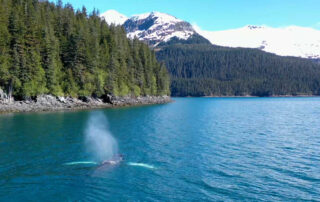 Kayaking with Whales