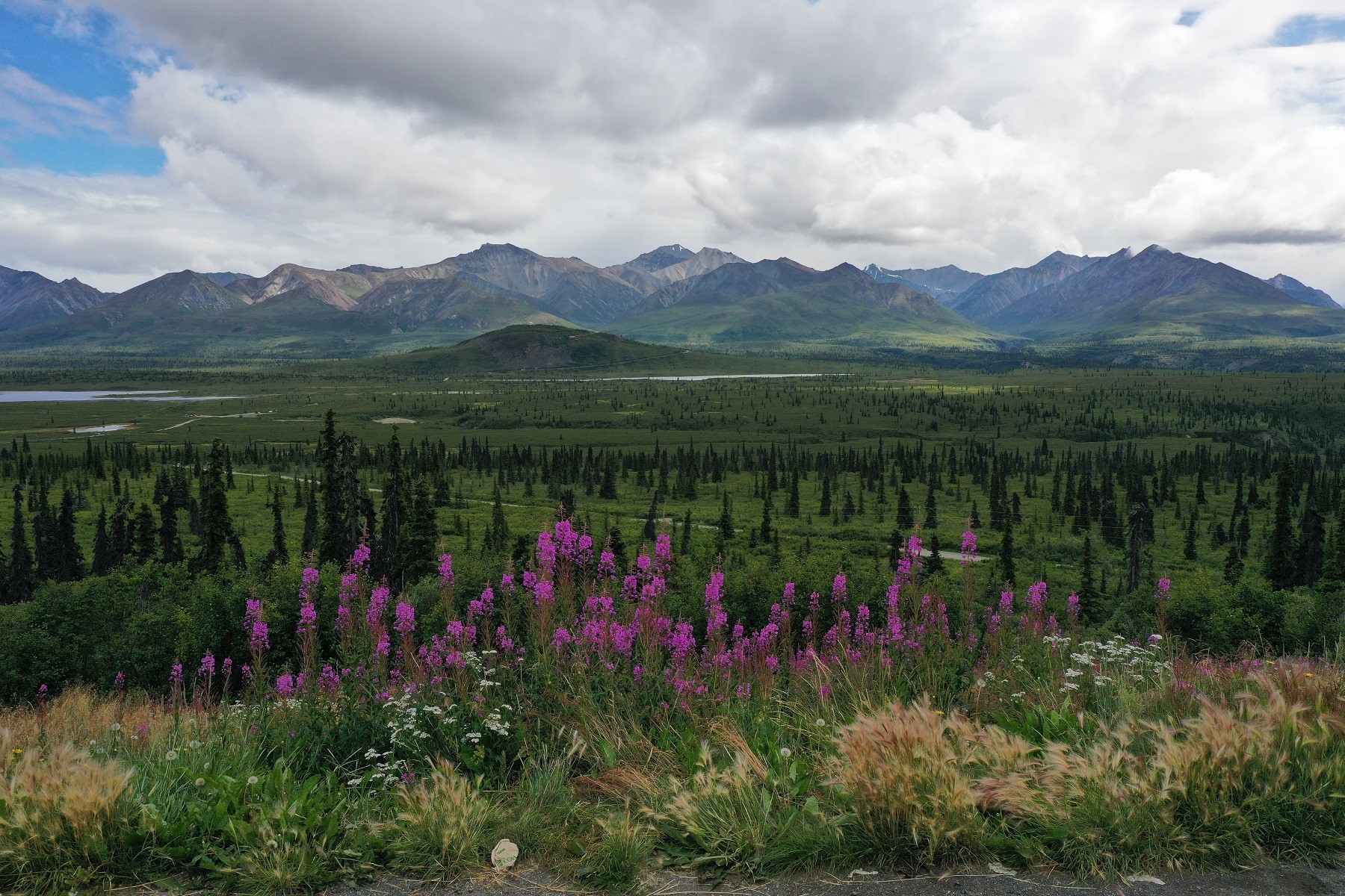 fireweed and mountains in the summer