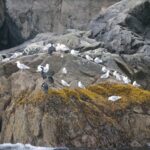 gulls on coastal rocks