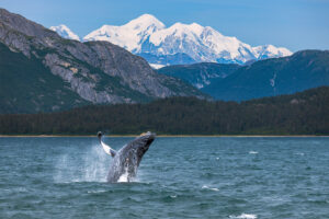 Humpback Whale breaching out of water